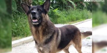 A ‘Bobo’ lo secuestraron y mataron, otro caso de maltrato animal en Oaxaca