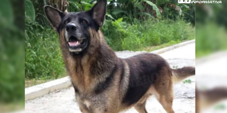 A ‘Bobo’ lo secuestraron y mataron, otro caso de maltrato animal en Oaxaca