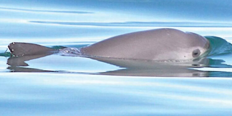 No es “demasiado tarde” para salvar a vaquita marina pese a alerta de extinción: WWF
