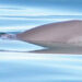 No es “demasiado tarde” para salvar a vaquita marina pese a alerta de extinción: WWF