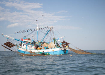 Oficializa Conapesca fechas y zonas para el levantamiento de la veda de todas las especies de camarón en litorales del océano Pacífico y Golfo de California en 2023