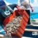 Con capturas de hasta 35 kilos de camarón inician los pescadores del sur del estado: Flor Emilia Guerra