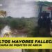 Dos adultos mayores fallecen en Sinaloa a causa de piquetes de abeja