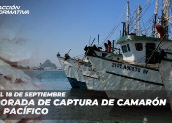 Inicia el 18 de septiembre temporada de captura de camarón en el Pacífico