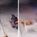 Hombre golpea con tabique a perro porque ladró a su moto | Video