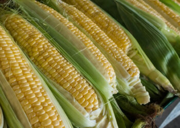 México celebrará el Día del Maíz, base de su alimentación para fortalecer la tierra