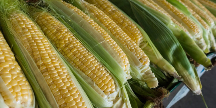 México celebrará el Día del Maíz, base de su alimentación para fortalecer la tierra