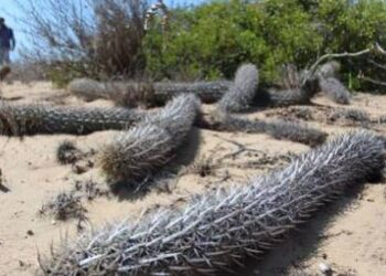 ¿Cactus que camina? Así es la planta mexicana que se mueve de lugar