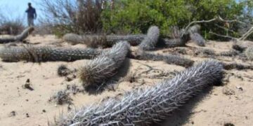 ¿Cactus que camina? Así es la planta mexicana que se mueve de lugar