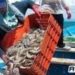 Son más de 7 mil los pescadores afectados por mala captura de camarón: Flor Emilia Guerra