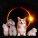 ¿Cómo afectan los eclipses solares a los animales?