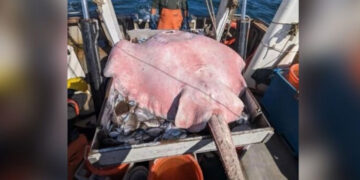 Pescan inmensa raya de 181 kilos y casi 2 metros de largo