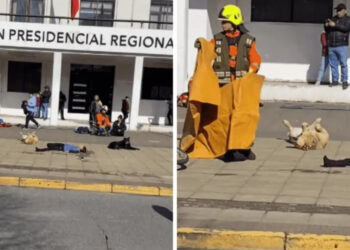 TikTok: Perrito se vuelve viral por participar en un simulacro de choque