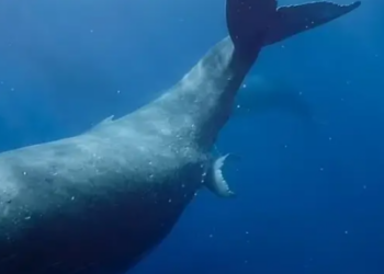 VIDEO || Consiguen grabar por primera vez a una ballena jorobada dando a luz