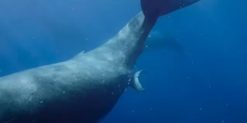 VIDEO || Consiguen grabar por primera vez a una ballena jorobada dando a luz