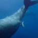 VIDEO || Consiguen grabar por primera vez a una ballena jorobada dando a luz