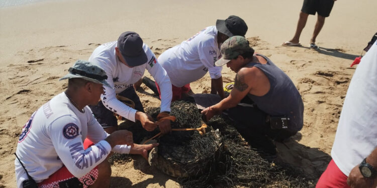 Elementos de la Policía Acuática capturan a Cocodrilo que se encontraba cerca de la zona de Playa en Cerritos