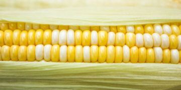 Empresarios cuestionan el decreto que restringe el uso de maíz transgénico en México