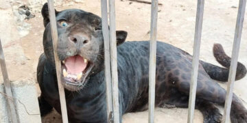 Jaguar ataca a niña y le arranca brazo en un rancho de Chihuahua