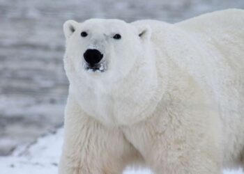 Por crisis climática, los osos polares adaptaron su hábitat y régimen alimentario: científicos