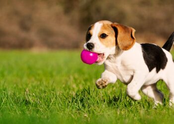 Perritos: desarrollan pastilla para que vivan más… ¡y pronto será aprobada!