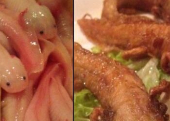 Indigna en México restaurante japonés que presuntamente vende ajolotes fritos en su menú