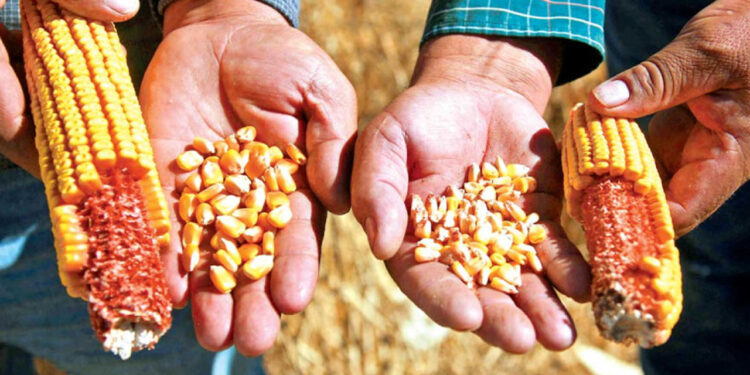 Baja 40% producción de maíz; critican falta de autosuficiencia