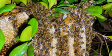 Es Mazatlán el primer municipio de Sinaloa en tener un Protocolo de rescate y protección de abejas y avispas
