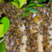 Es Mazatlán el primer municipio de Sinaloa en tener un Protocolo de rescate y protección de abejas y avispas