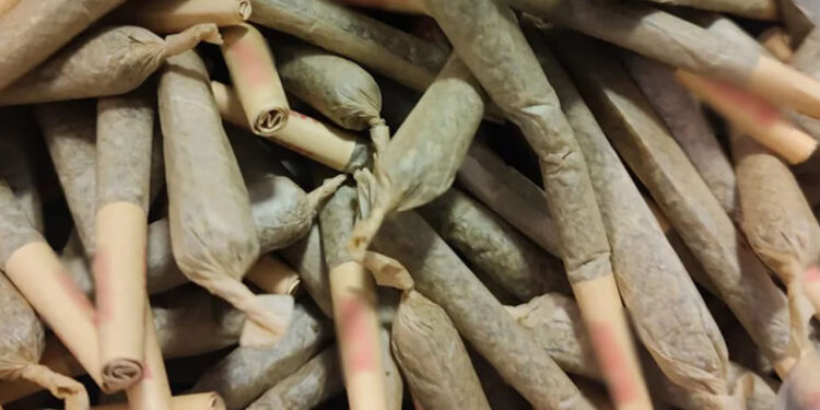 Aseguran 350 cigarrillos de mariguana en Sinaloa gracias a binomios caninos de la GN