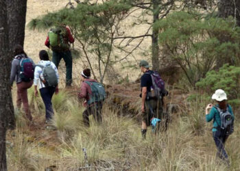 El crimen se va de excursión al bosque