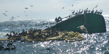 Buscan a marinero que se hundió junto con barco atunero en Culiacán, Sinaloa