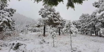 Frente frío: ¡Se congelan en Chihuahua! Cae nevada en municipios serranos