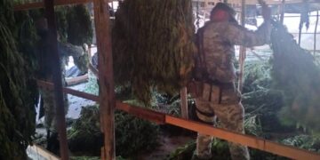 2 toneladas de marihuana destruidas por el Ejército en Elota