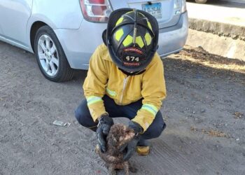 Rescatan Bomberos a perrito que cayó a canal pluvial en la avenida Santa Rosa