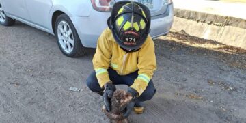 Rescatan Bomberos a perrito que cayó a canal pluvial en la avenida Santa Rosa