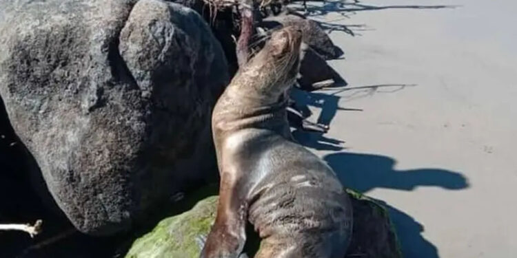 Rescatan a lobita marina desnutrida en costas de Sinaloa