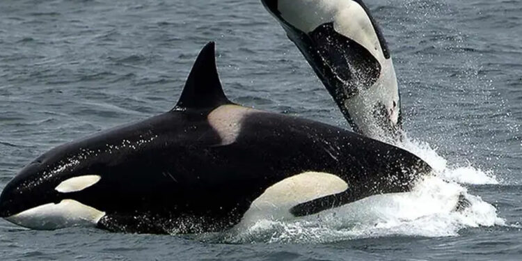 ¿Orcas bravas? Pescadores de Sonora reportan que fueron vistas devorando a una ballena