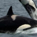 ¿Orcas bravas? Pescadores de Sonora reportan que fueron vistas devorando a una ballena