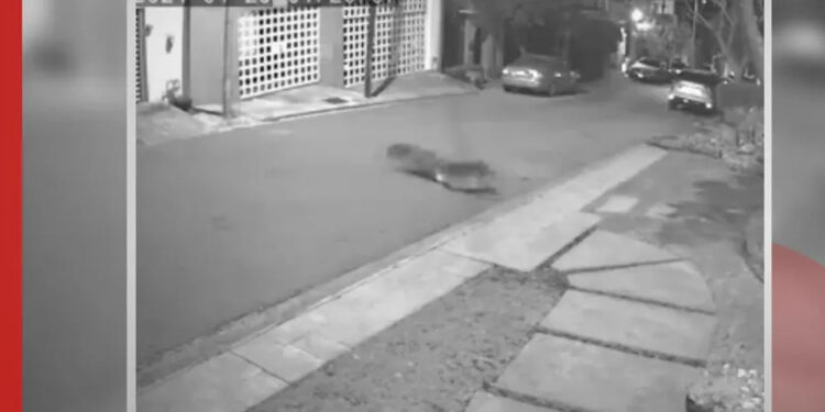 Jauría de coyotes es captada en zona residencial de San Pedro