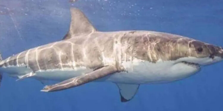 Advierten sobre posible presencia de tiburones en playas del sur de Sonora