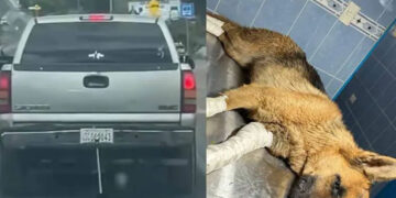 Perrita es arrastrada por una camioneta en Guanajuato; agresores aseguran que fue un accidente