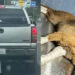 Perrita es arrastrada por una camioneta en Guanajuato; agresores aseguran que fue un accidente