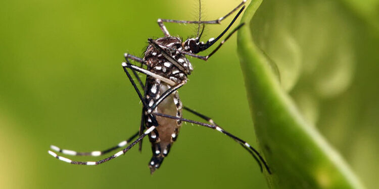 Los casos de dengue en México suben 468.4% interanual en primer bimestre del año
