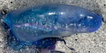 Es venenoso, no tiene cerebro y navega sin rumbo preciso