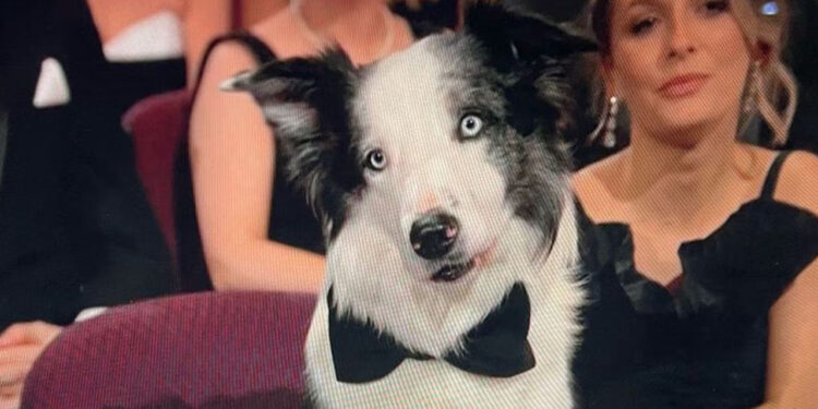 Messi, el perrito del Oscar 2024 que opacó a los nominados
