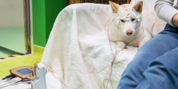 Los perros son capaces de reconocer los nombres de objetos que conocen