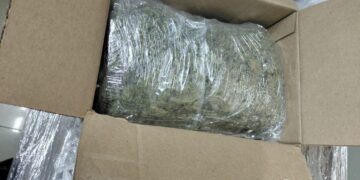 Sedena, GN y Policía Estatal aseguran mariguana en empresa de paquetería