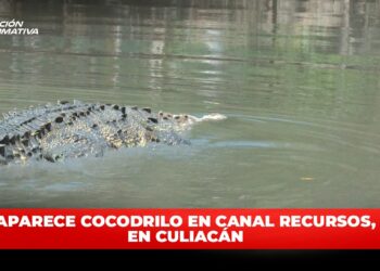 Aparece cocodrilo en canal Recursos, en Culiacán