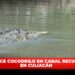 Aparece cocodrilo en canal Recursos, en Culiacán